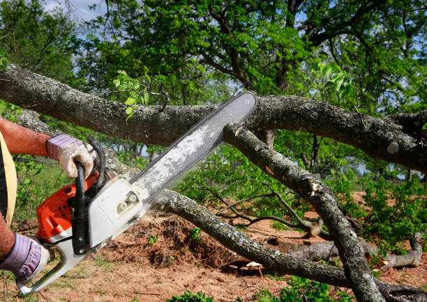 Best Tree Cutting Near Me  in USA